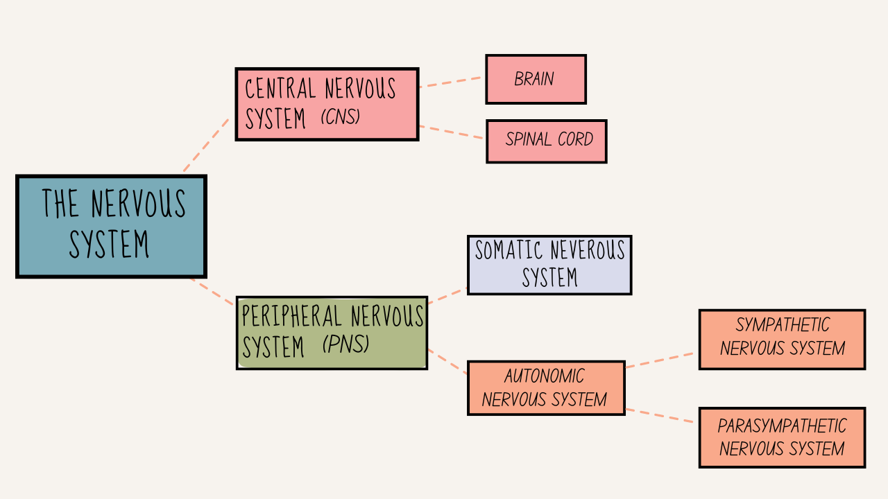 Structure-of-the-Nervous-System